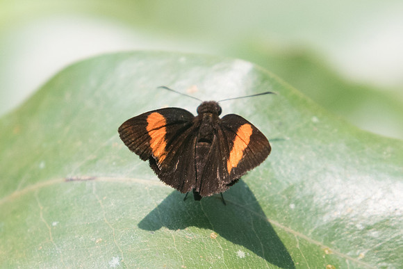 Koruthaialos rubecula