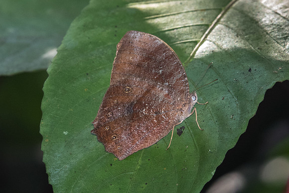 Elymnias panthera