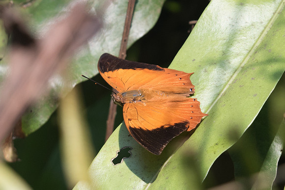 Rhinopalpa polynice