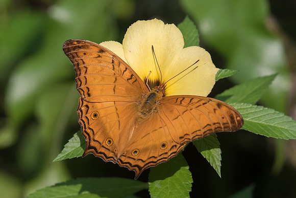 Vindula dejone erotella