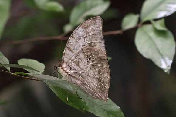 Zeuxidia aurelius