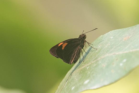 Koruthaialos rubecula