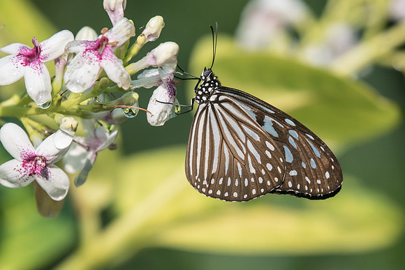 Ideopsis vulgaris