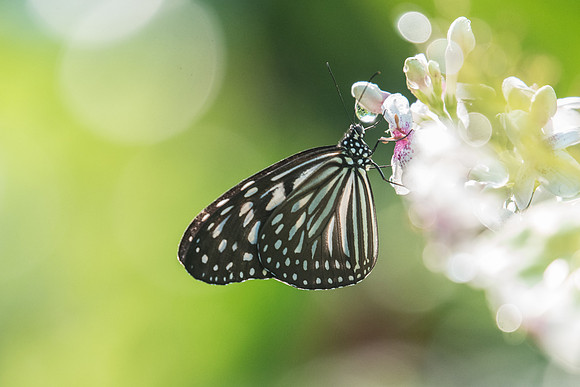 Ideopsis vulgaris