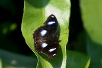 Hypolimnas bolina
