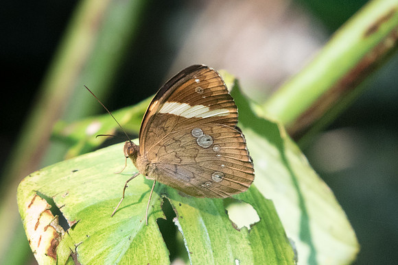 Xanthotaenia busiris
