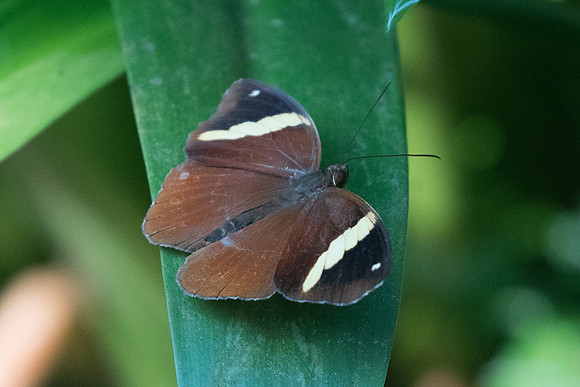 Xanthotaenia busiris