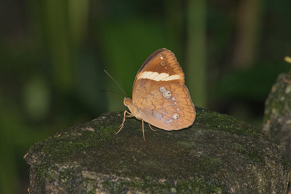 Xanthotaenia busiris