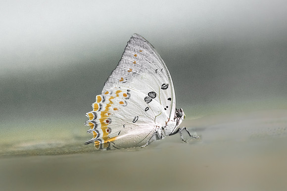 Polyura delphis concha ♂