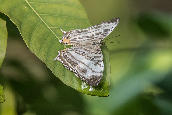 Cyrestis cocles  earli ♂