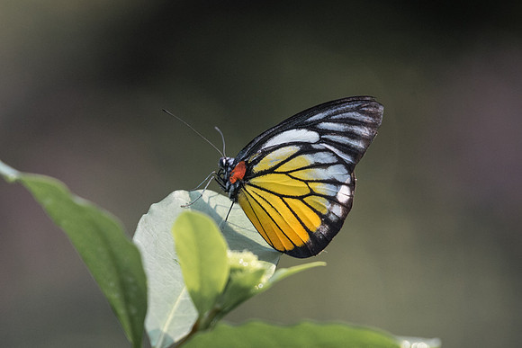 Prioneris philonome
