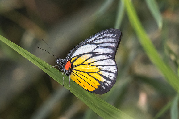 Prioneris philonome