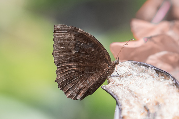 Elymnias hypermnestra agina