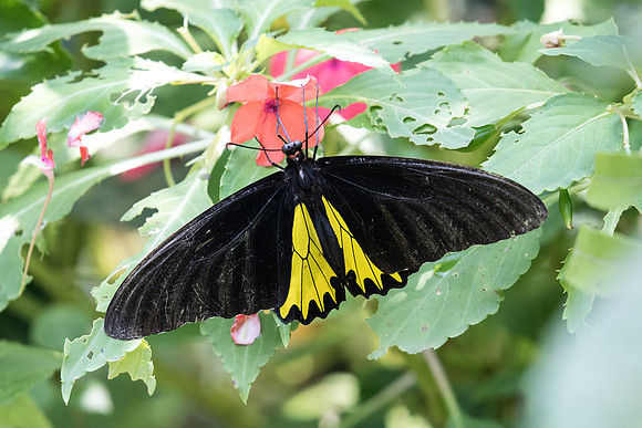 Troides helena
