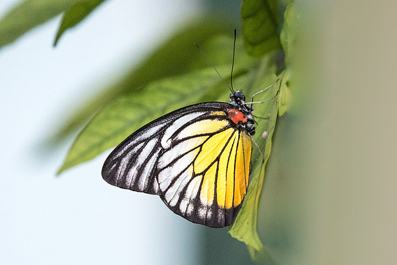 Prioneris philonome