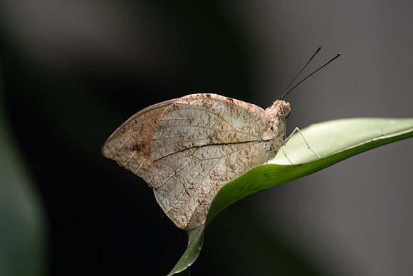 Hebomoia glaucippe aturia