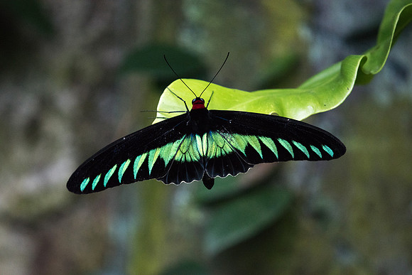 Trogonoptera brookiana ♂
