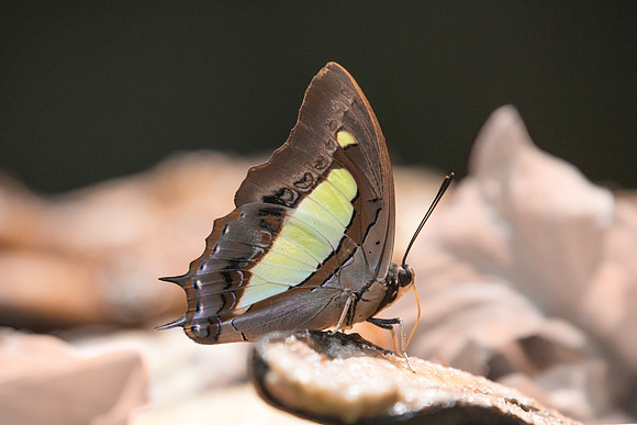 Polyura hebe