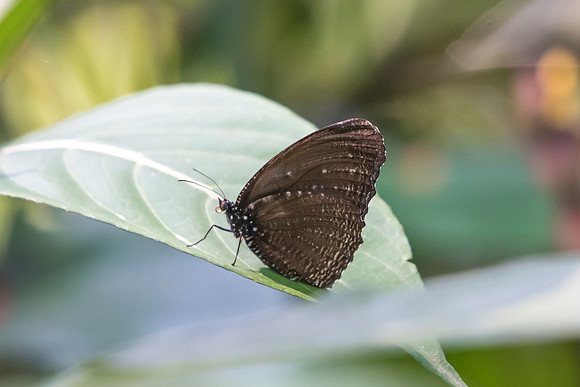 Elymnias malela