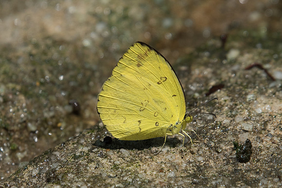 Eurema andersonii