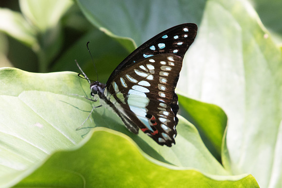 Graphium evemon eventus