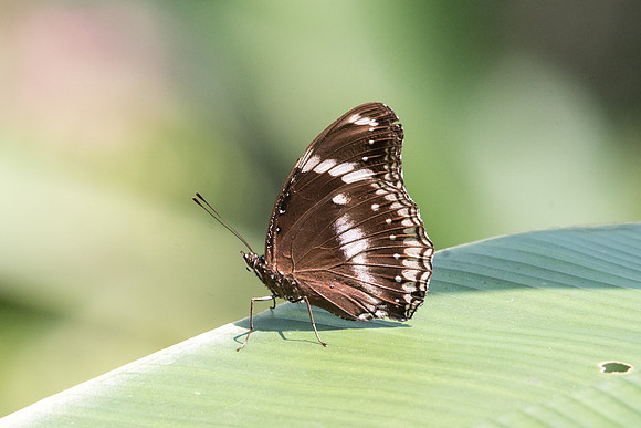 Hypolimnas bolina