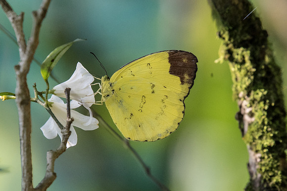 Eurema simulatrix tecmessa