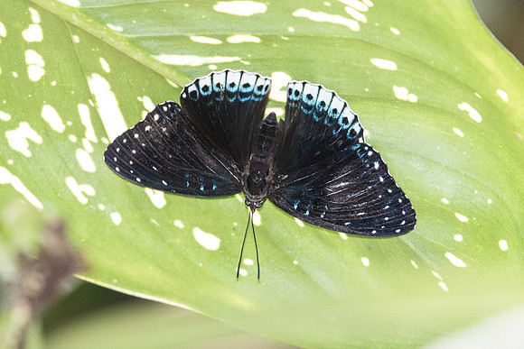 Stibochiona nicea