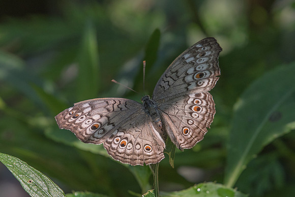 Junonia atitles