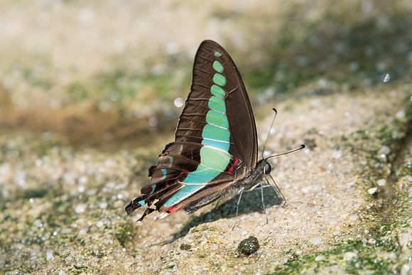 Graphium sarpedon - 11/10/19