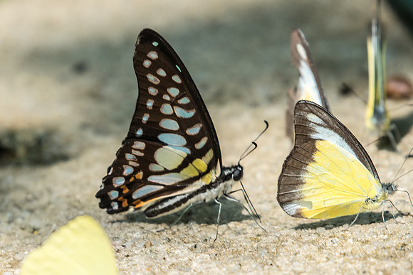 Graphium bathycles bathycloides 11/010/19