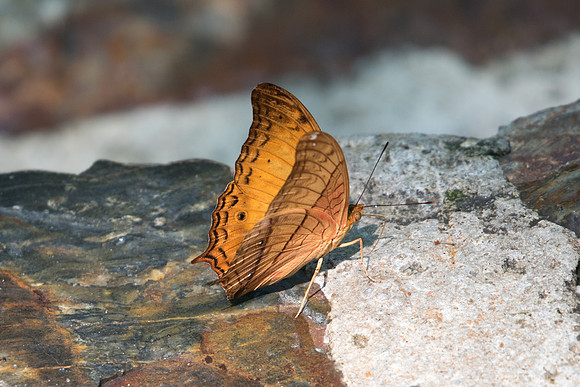 Vindula dejone erotella