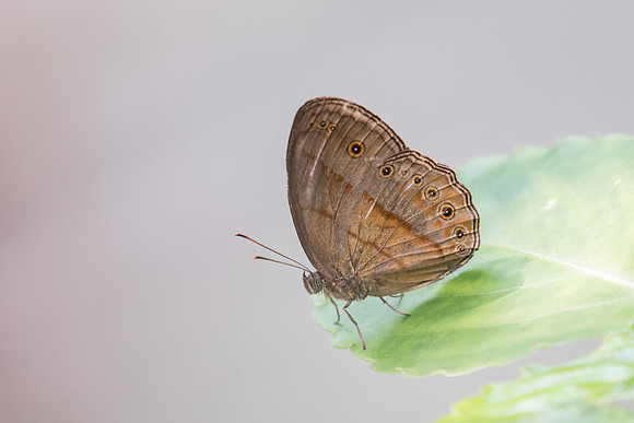 Mycalesis fusca