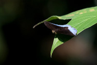 Tanaecia iapis ♂