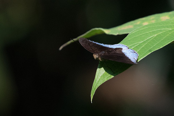 Tanaecia iapis ♂