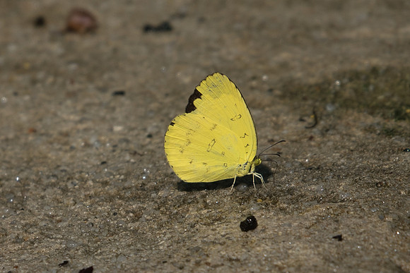 Eurema hecabe/ blanda