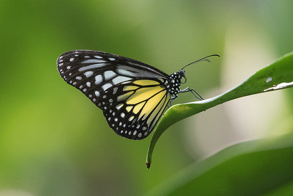 Parantica aspasia