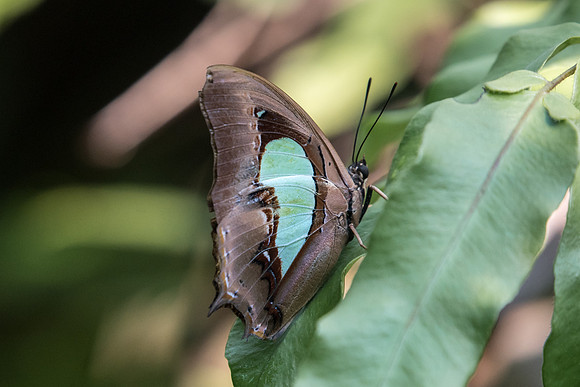Polyura hebe