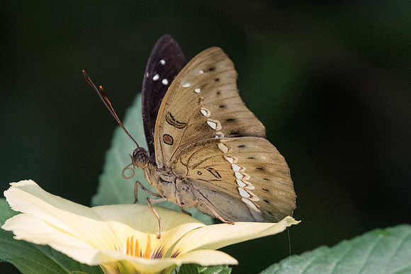 Bassarona teuta