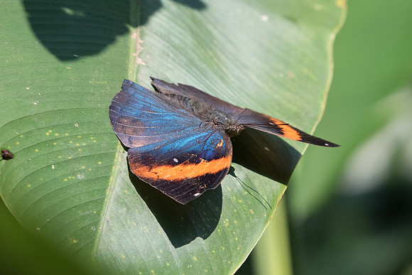 Kalllima inachus