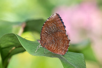 Elymnias hypermnestra