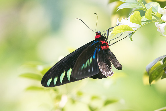 Trogonoptera brookiana ♂