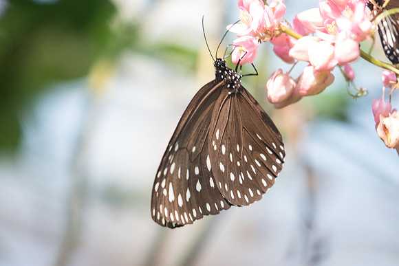 Euploea camaralzeman