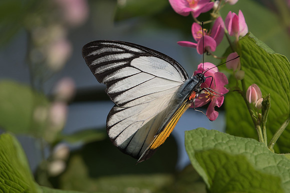 Prioneris philonome