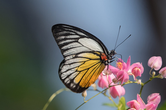 Prioneris philonome