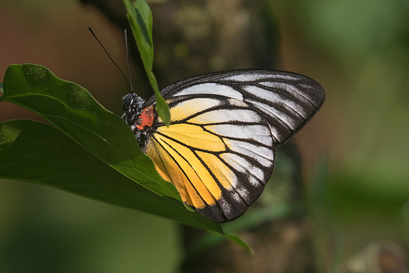 Prioneris philonome