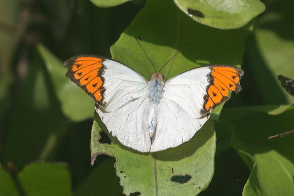 Hebomoia glaucippe aturia