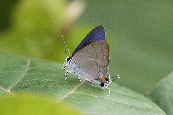 Hypolycaena erylus