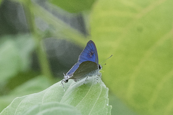 Hypolycaena erylus