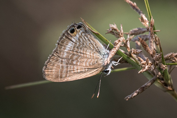 Lampides boeticus